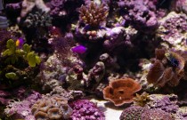 an array of different coloured tropical corals
